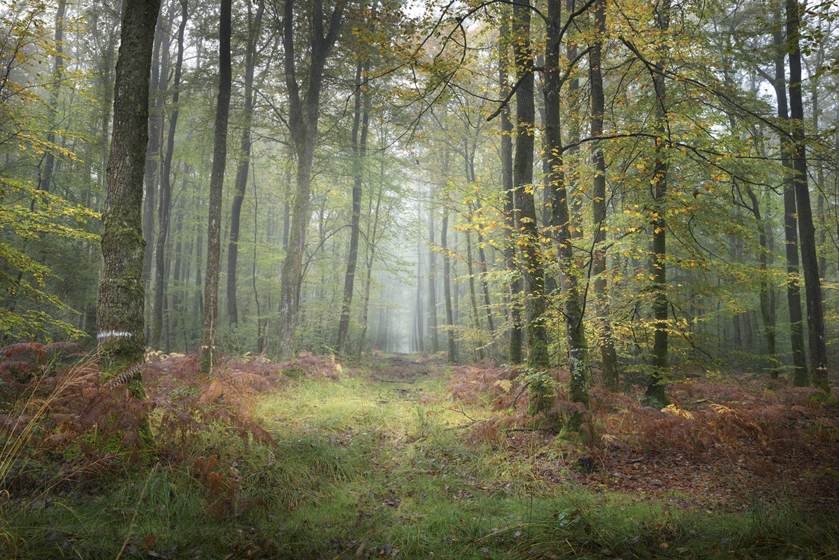 Sans titre-1.psd fusion 2 photo