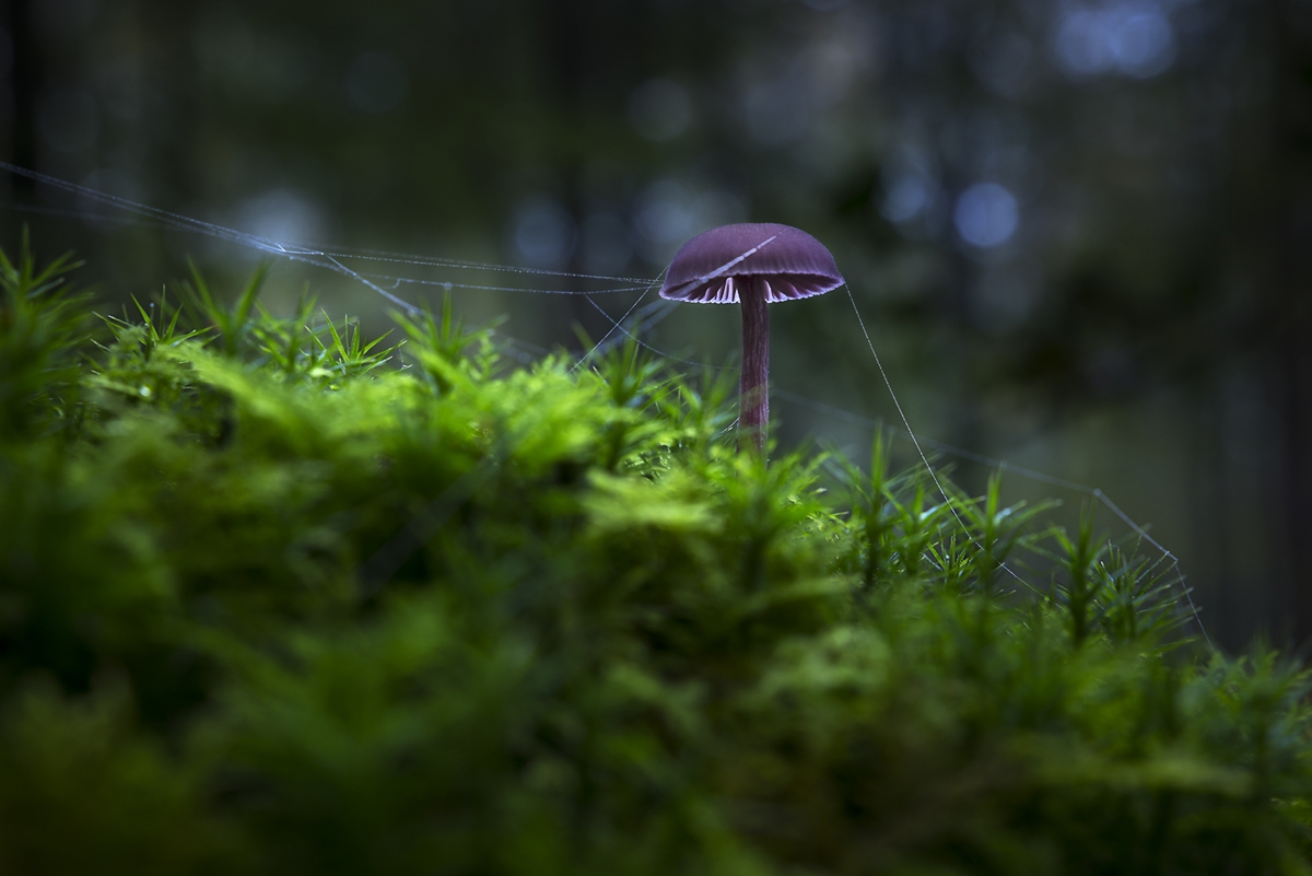  DSC5409-NEF DxO DeepPRIME-2