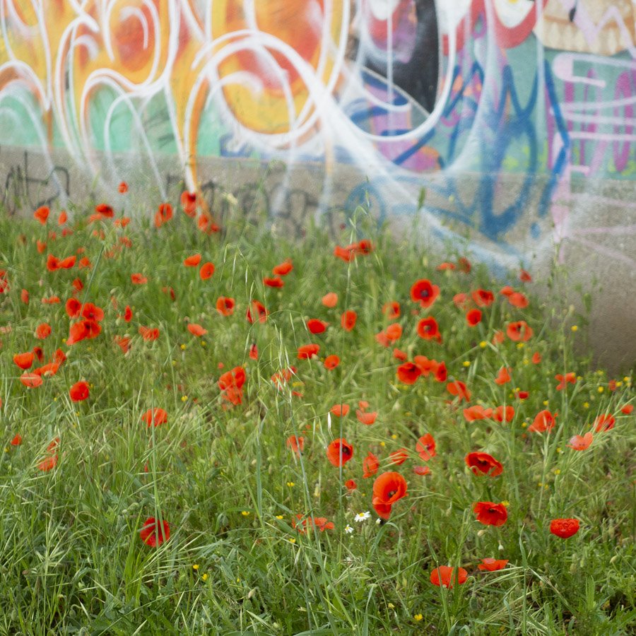 coquelicots tags