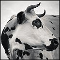 Meuh !  J ai remis cette photo car une vache avec ses cornes c'est rare de nos jours .